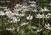 Lilies near Stamp River