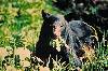 Black Bear