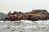 Sealions off Bamfield