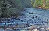 River fishing from shore