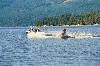 Waterskiing on Sproat Lake